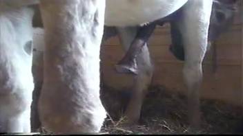 Intense bestiality arouses passionate amateur animal porn enthusiast greatly