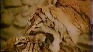 Two tigers screwing in a beast-on-beast adult flick