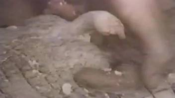 Alligator savoring zoophilic encounter with a duo