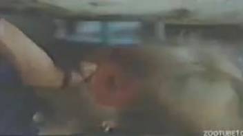 Masked lady reverently services stallion's swelling using her lips