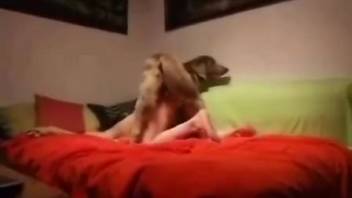 Alluring skilled pup ravages a steamy vixen in canine ferocity XXX