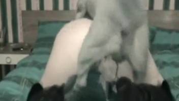 Mischievous lady adores the canine in her erotic performances