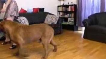 Blonde lady opens her legs wide for a canine on the ground