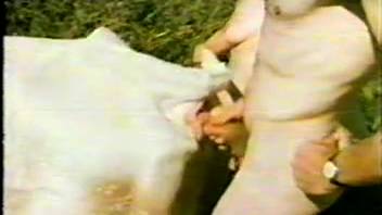 Amazing retro bestiality clip featuring a hot cow