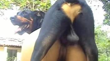 Hairy pussy brunette gets drilled by a red dick