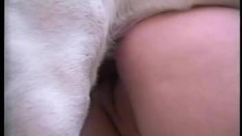 Brunette hottie gets pounded and stretched by a hot canine