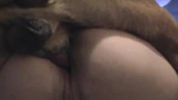 Enjoy this crazy zoo tube to see similar dog sex clips