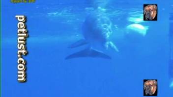 Aroused dolphin in submerged zoo kink recorded on video