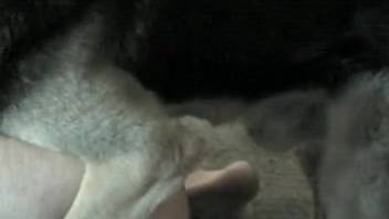 Wildly steamy animal sex session with a bouncy-ass homemaker