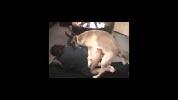 Pups smelling rears and screwing naughty ladies
