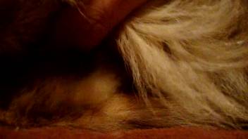 Guy deeply penetrates his animal buddy in homemade bestiality scenes
