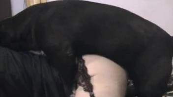 Fishnets-wearing zoophile getting ass-fucked