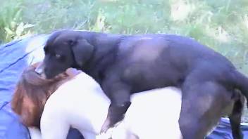 Adorable pup sniffing the wet cunt of a sexy animal-loving whore