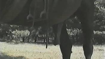 Short-haired young beauty worships a horse's cock