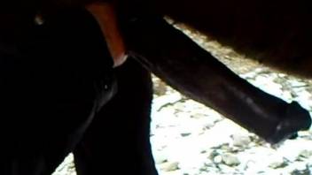 Stallion's perfect cock gets jerked in a POV video