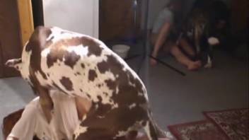 Naughty ginger babe gets banged by a pooch before watchers