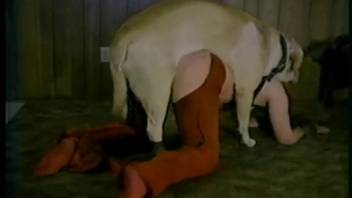 Stunning babe with plump rear enjoys nasty canine zoophilia in doggystyle position