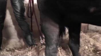 Rigid stallion dick pounding a steamy bestiality lover's orifice