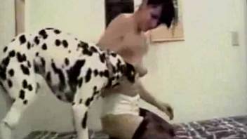 Dark-haired woman in ebony stockings slammed by a spotted canine