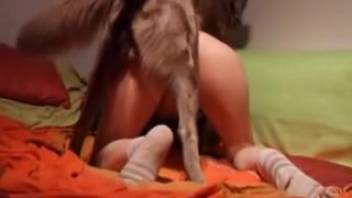 Sock-clad vixen relishing canine-style romp with a pooch