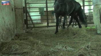Teen with ponytail chooses to jerk off a horse's erection