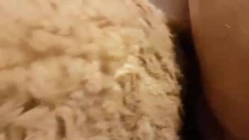 Guy with a fat cock pounding a sheep's narrow entrance
