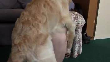 Trio sex video starring an extremely attractive couple from the zoo