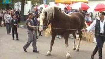 Aroused stallion flaunting his massive dick in front of the camera