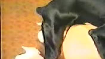 Bare novice female recorded as her vagina is penetrated by the canine