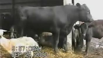 Bull screwing cow gets aroused newbie feeling desperate