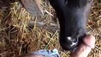 Kinky cow gets throat-fucked by a big-dicked dude