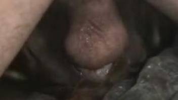 Closeup scenes of hard animal sex between a man and his dog