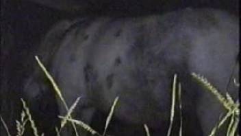 Guy screws a horse in the dead of night and enjoys it