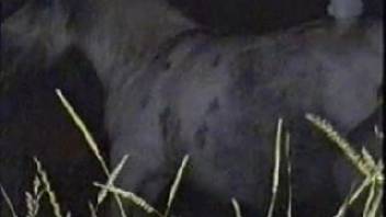 Horny dude secretly banging a female horse in the shadows