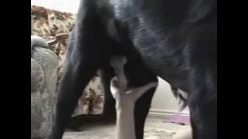 Ebony canine screwing an obedient mature mom in doggy position