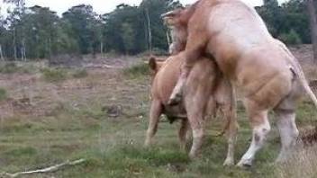 Cattle fucking scenes for horny porn lovers of zoophilia to watch