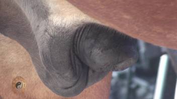 Close-up shots of a horse's cock and delicious booty
