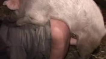 Swine cock thrusting into this guy's tight ass