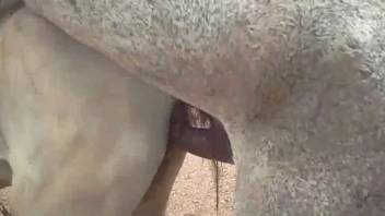 Steamy female horse's cavity being pounded by an attractive stallion