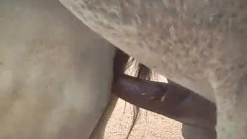 Female horse with a wet pussy being screwed by a male horse
