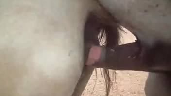 Mare with a moist hole getting fucked by a stallion