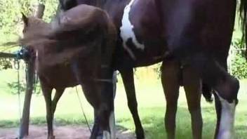 Horse with stiff cock penetrates a Latina's pussy