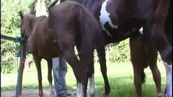 Stallion with erect penis thrusts into a Latina's vagina