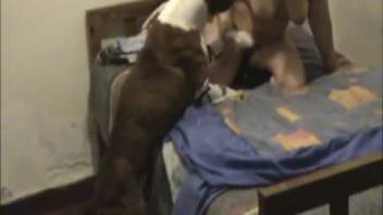 Filthy evening of zoophilia with a dog and a hot lady