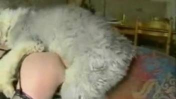 Bushy animal-loving opening being pounded doggy style