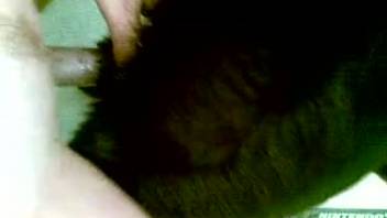 Ebony canine tonguing vagina amid an excellent bestiality manual stimulation