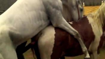 White stallion penetrating a mare's oozing pussy