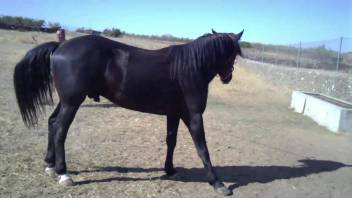 Hot stud banging a filly's wet snatch doggy style