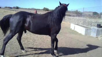 Enormous stallion dick ravaging the female horse's orifice