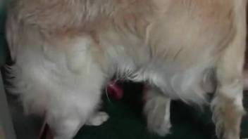 Naughty nympho getting pounded by her freaky doggy paramour